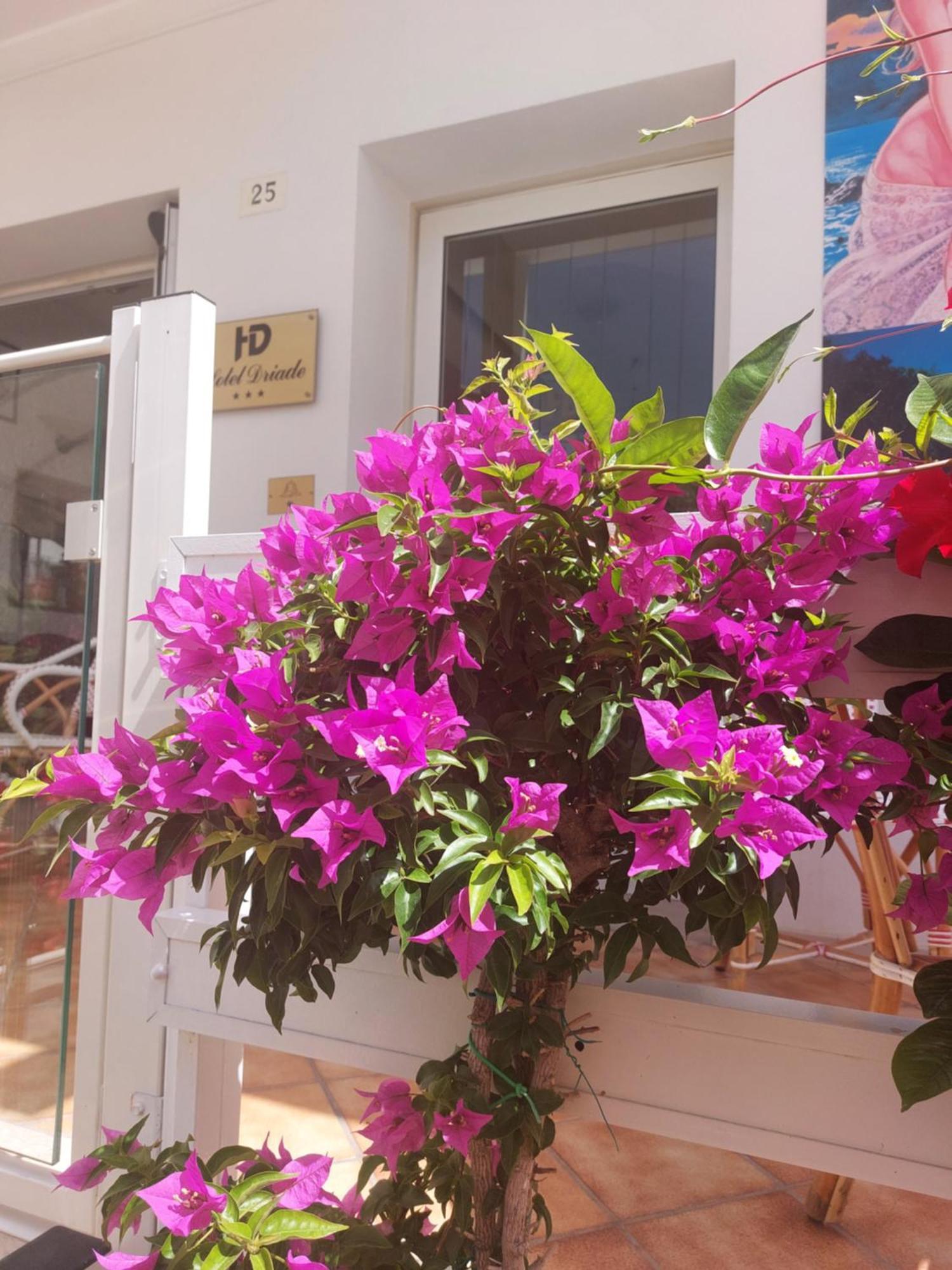 Hotel Driade Sul Mare Rimini Dış mekan fotoğraf